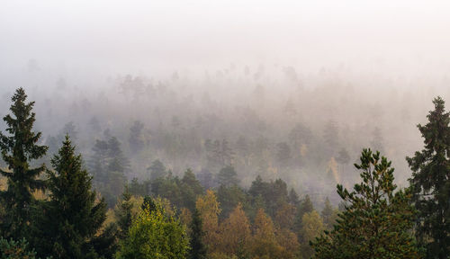 Trees in forest against sky