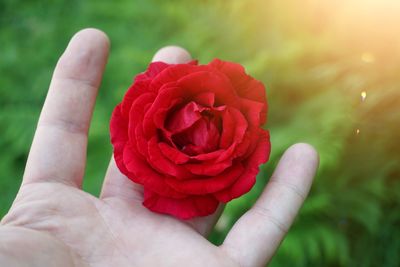 Close-up of hand holding red rose flower