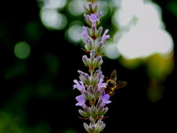 Close-up of bee on purple flowers