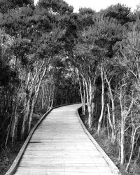 Footpath amidst trees in forest