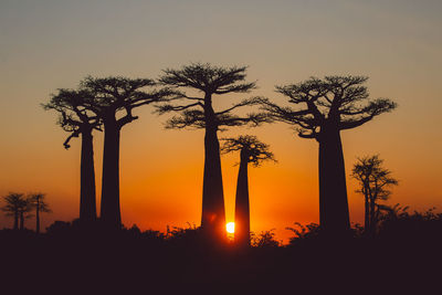 Silhouette palm trees against sky during sunset