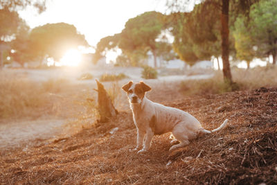 Portrait of dog standing in field