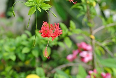 Close-up of red flowering plant