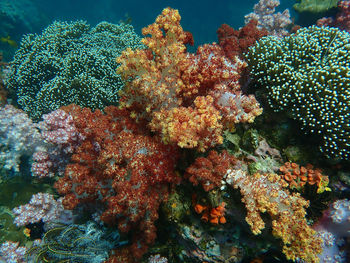 Close-up of coral in sea