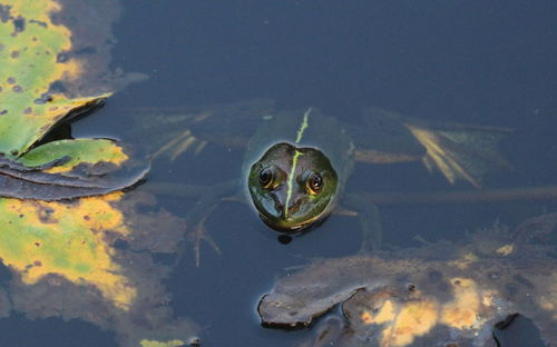 Close-up of frog in pond