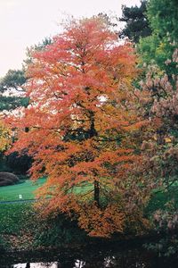 Trees in forest during autumn