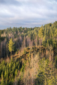 Trees in forest against sky