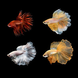 Close-up of jellyfish swimming in black background