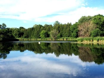 Reflection of trees in water