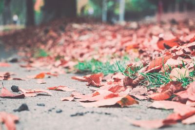 Autumn leaves fallen on ground