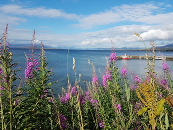 Purple flowering plants by sea against sky