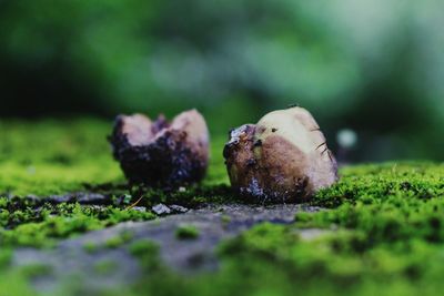 Close-up of rotten mushrooms on mossy rock