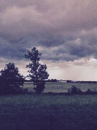 Trees on field against sky