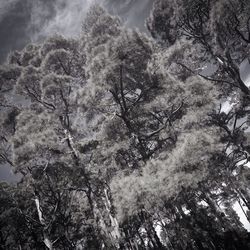 Low angle view of trees