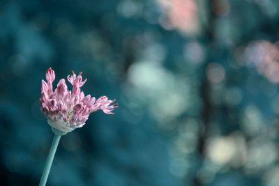 Close-up of pink flowering plant