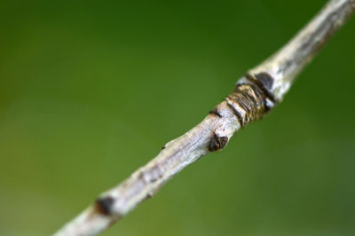 Close-up of lizard on tree trunk