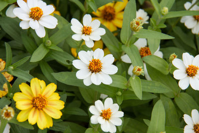 Close-up of white flowering plants