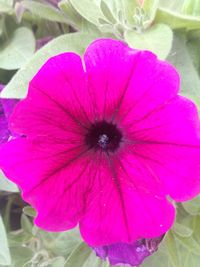 Close-up of pink hibiscus blooming outdoors