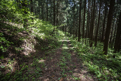 Trees growing in forest