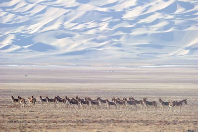 Animals on landscape against desert
