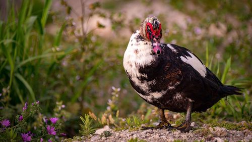 Close-up of a bird on field