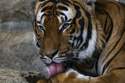 Close-up of tiger grooming while resting in zoo