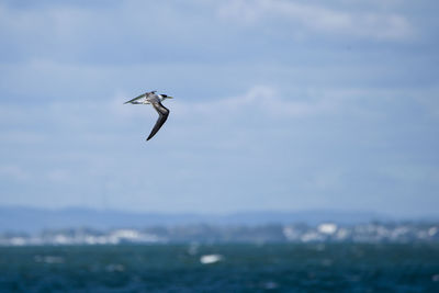 Seagull flying over sea against sky
