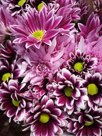 Close-up of purple flowers