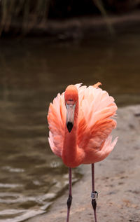 Portrait of flamingo perching on lakeshore