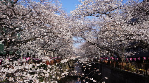 Cherry blossom tree against sky