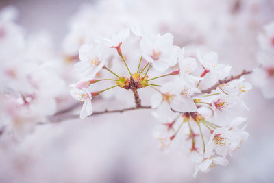 Close-up of white cherry blossoms growing on branch