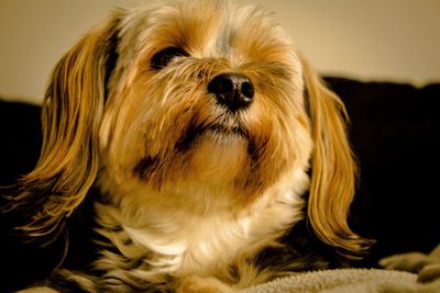 Close-up of dog sitting at home