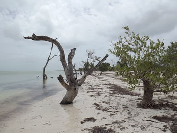 Driftwood on beach against sky