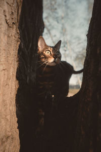 Cat on tree trunk