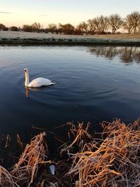 Swan floating on lake