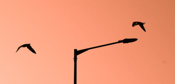 Low angle view of silhouette birds flying against orange sky