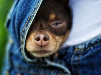 Close-up portrait of puppy