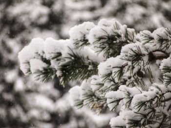 Close-up of snow on tree during winter