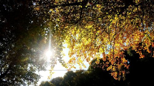 Low angle view of sunlight streaming through trees in forest during autumn