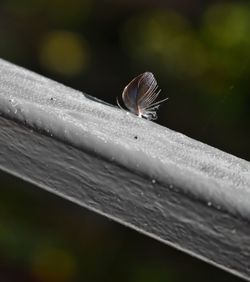 Close-up of butterfly on leaf