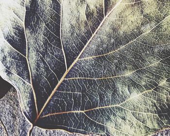 Full frame shot of leaf