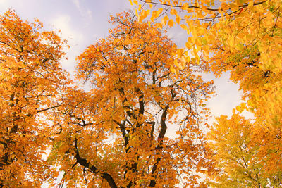 Low angle view of autumnal trees against sky