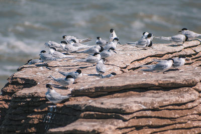 Flock of birds perching on rock