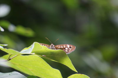 Close-up of butterfly on leaf