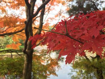 Low angle view of maple leaves on tree