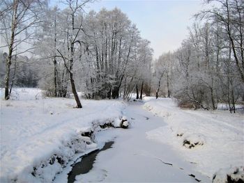 Bare trees on snow covered land against sky