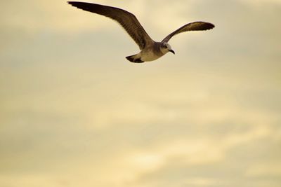 Low angle view of seagull flying