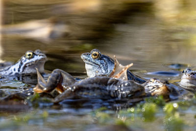 Close-up of turtle in lake