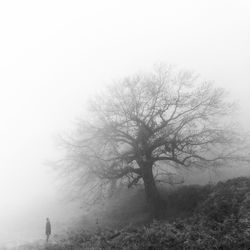 Bare trees on field in foggy weather