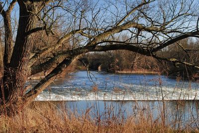 Reflection of bare trees in water